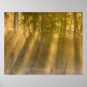 Foggy Sonnenaufgang Tamarac NWR bei Detroit Seen Poster