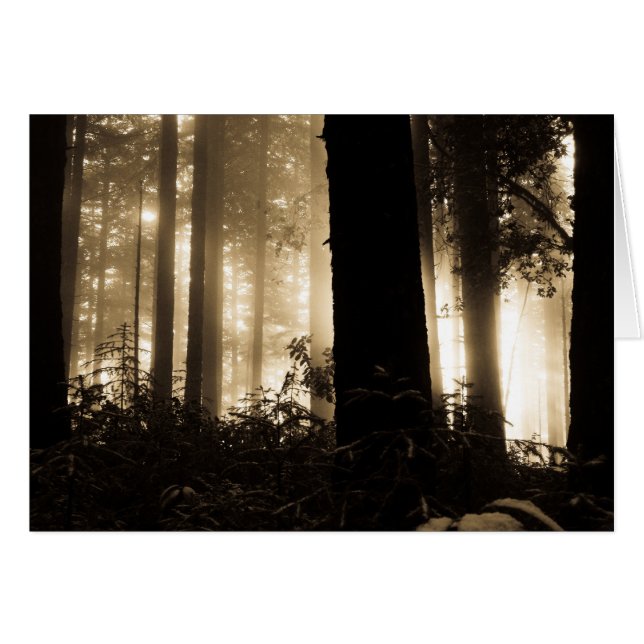 Foggy Sunrise (Vorderseite (Horizontal))