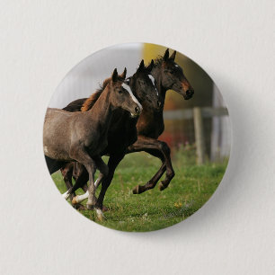 Fohlen-Betrieb Button