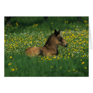 Fohlen, das in den Blumen niederlegt