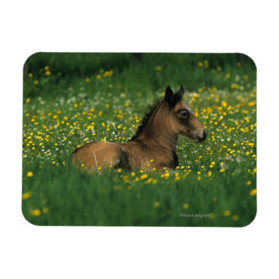 Fohlen, das in den Blumen niederlegt Magnet