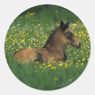 Fohlen, das in den Blumen niederlegt Runder Aufkleber