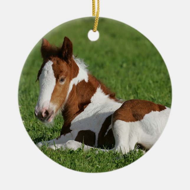 Fohlen, das in Gras legt Keramik Ornament (Vorne)