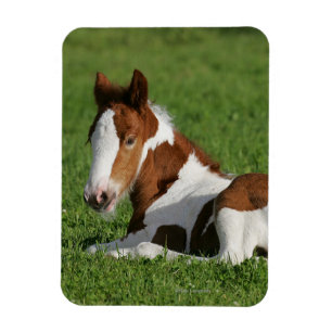 Fohlen, das in Gras legt Magnet