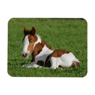 Fohlen, das in Gras legt Magnet