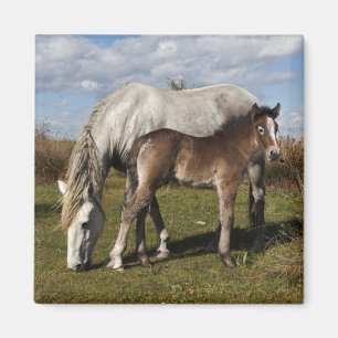 Fohlen des Camargue-Pferdes mit Mutter Magnet