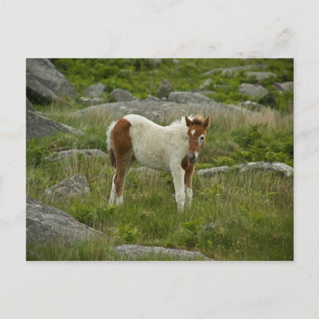 Fohlen Postkarte (Vorderseite)