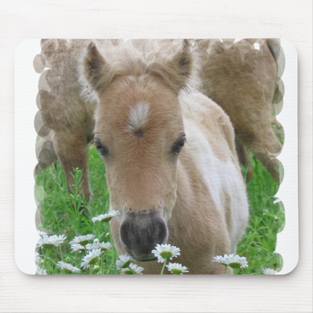 Fohlen-riechende Gänseblümchen-Mausunterlage Mousepad (Vorne)
