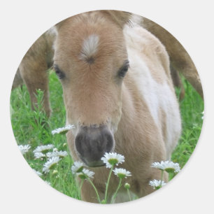 Fohlen-riechender Gänseblümchen-Aufkleber Runder Aufkleber