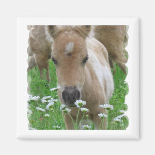 Fohlen-riechender Gänseblümchen-Quadrat-Magnet Magnet