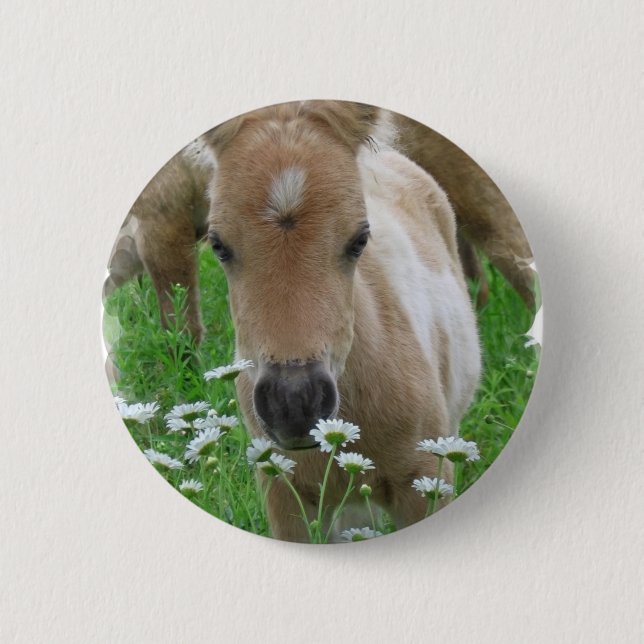 Fohlen-riechender Gänseblümchen-runder Knopf Button (Vorderseite)