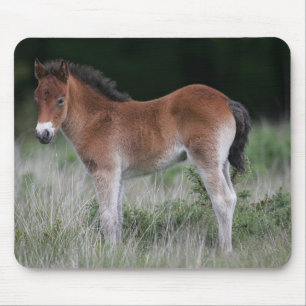 Fohlen stehend mousepad