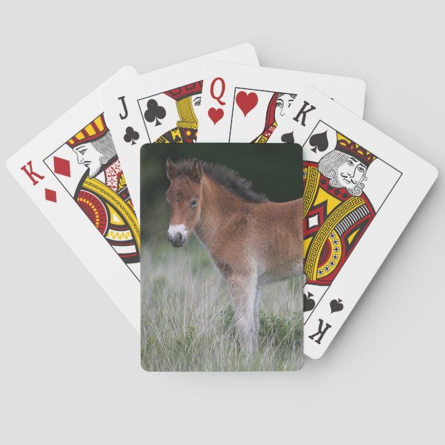 Fohlen Stehend Spielkarten (Rückseite)