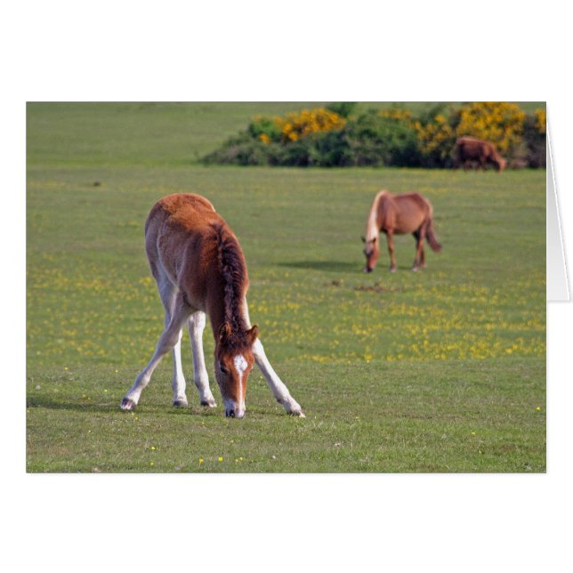 Fohlenkarte (Vorderseite (Horizontal))