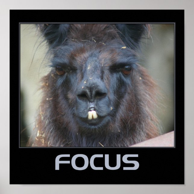 Fokus intensiver Llama Inspiration Poster (Vorne)