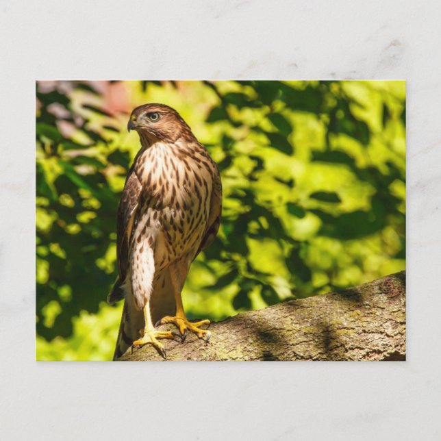 Fokussiert Postkarte (Vorderseite)