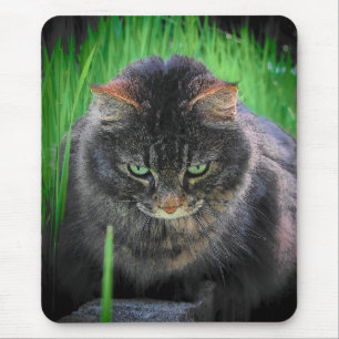 Fokussierte Katze oder Ihr Foto Mousepad