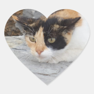Fokussierter Katzenheftaufkleber Herz-Aufkleber