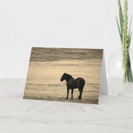 Folded Note Card Black Stallion ONAQUI HERD UTAH