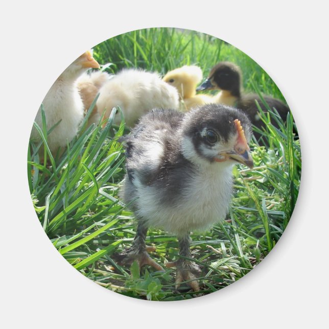 Folgen Sie dem Führer Magnet (Vorne)