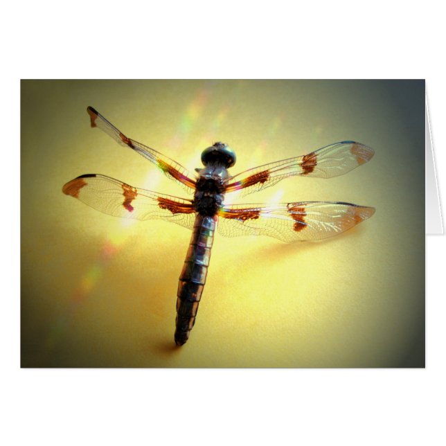 Folgen Sie dem Licht - nur Dragonfly (Vorderseite (Horizontal))
