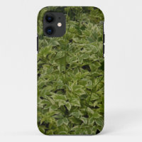Foliage
