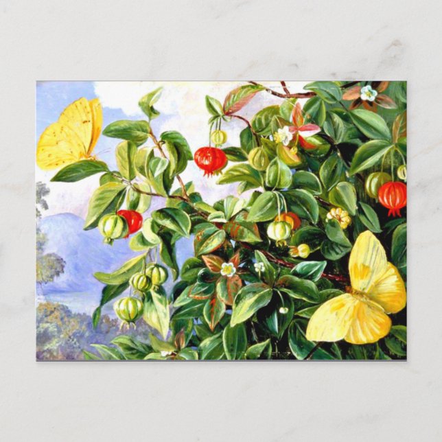 Folien, Blume und Früchte der Pitanga-Jamaika Postkarte (Vorderseite)