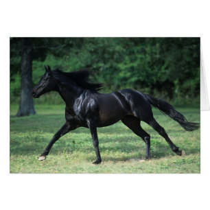 Fonctionnement de pur sang