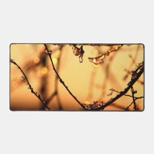 Fondre Dawn Spring Branches Matin Sunrise Photo