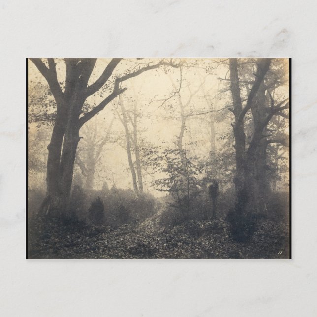 Fontainebleau Forest Postkarte (Vorderseite)