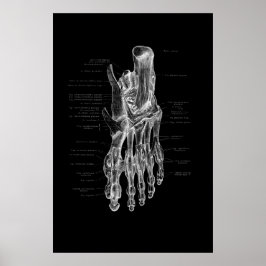 Foot Anatomy Medical Poster 24x36"