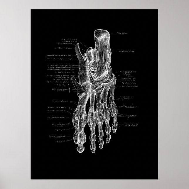 Foot Anatomy Podiatrist Medical Poster (Vorne)