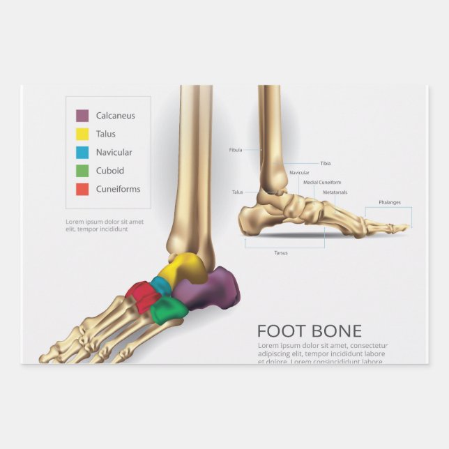 Foot Bone Geschenkpapier Set (Vorderseite)