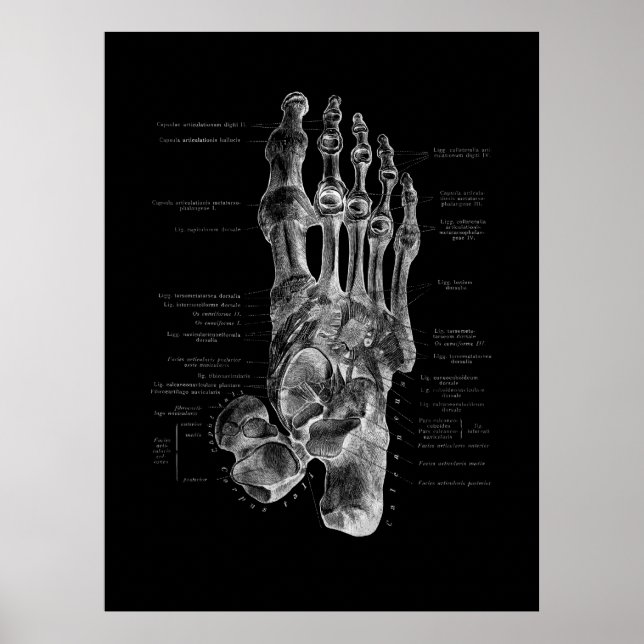 Foot Bones Anatomy Podiatrist Poster (Vorne)