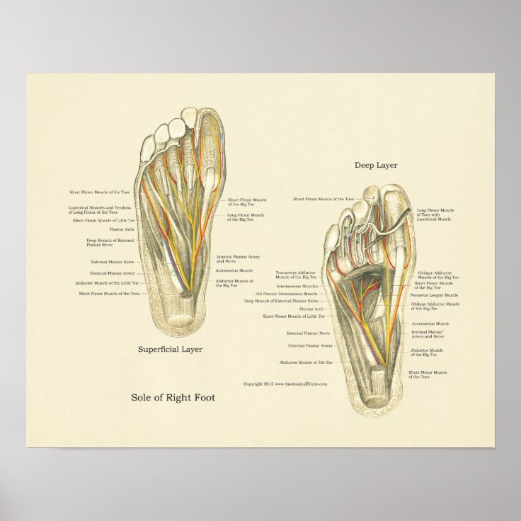Foot Internal Anatomy Poster Zazzle.ch