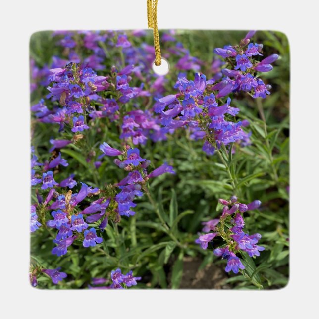 Foothill Penstemon Keramikornament (Vorderseite)