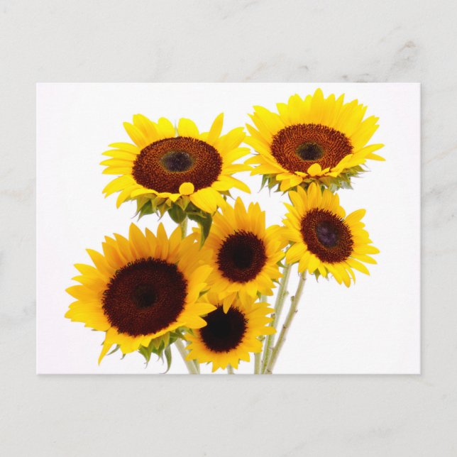 Forale Sonnenblumen Gelbe Blumen - Liebe, Miss You Postkarte (Vorderseite)