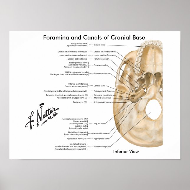 Foramina und Kanäle der Kranialbasis: Untergeordne Poster (Vorne)