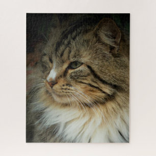 Fordernde Norwegische Waldkatze