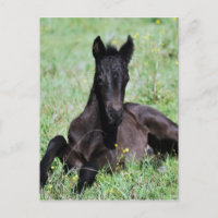 Forelle des Babys auf der Wiese