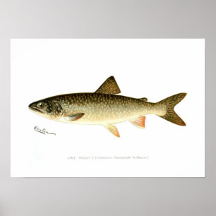Forelle Poster