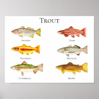 Forellen Aquarell Poster & Print