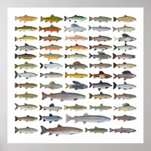 Forellen, Char, Grayling, Hucho und Whitefish Grou Poster