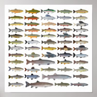 Forellen, Char, Grayling, Hucho und Whitefish Grou