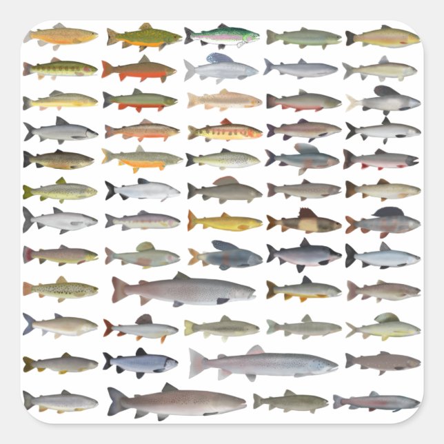 Forellen, Char, Grayling, Hucho und Whitefish Grou Quadratischer Aufkleber (Vorderseite)