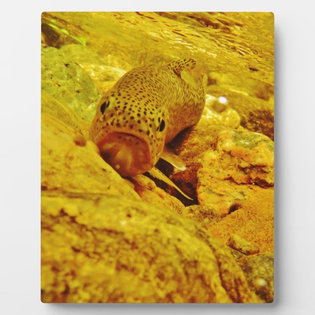 Forellen Fotoplatte (Vorderseite)