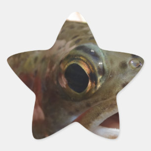Forellen in Händen Stern-Aufkleber