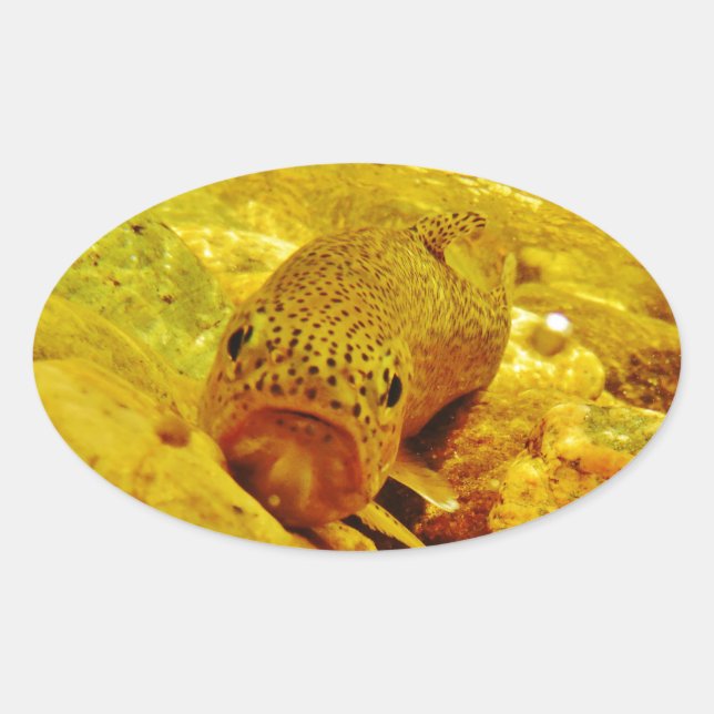 Forellen Ovaler Aufkleber (Vorderseite)