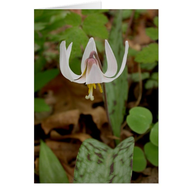 Forellenlilie (Vorne)