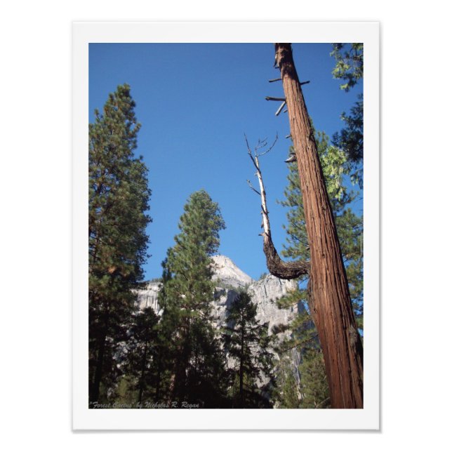 "Forest Cactus" Yosemite Valley Foto Print! (Vorne)